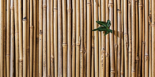 Comment faire pour plier du bambou ?