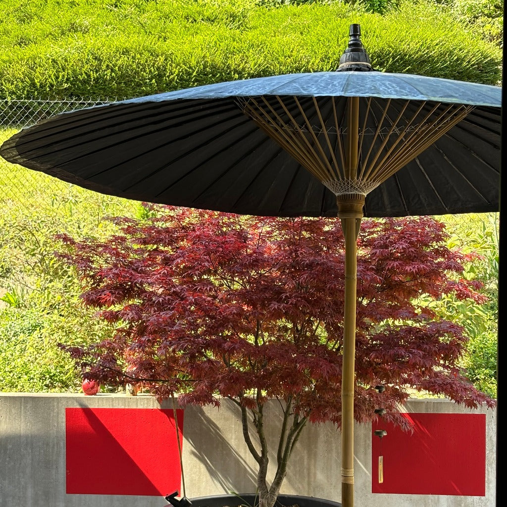 parasol-bambou