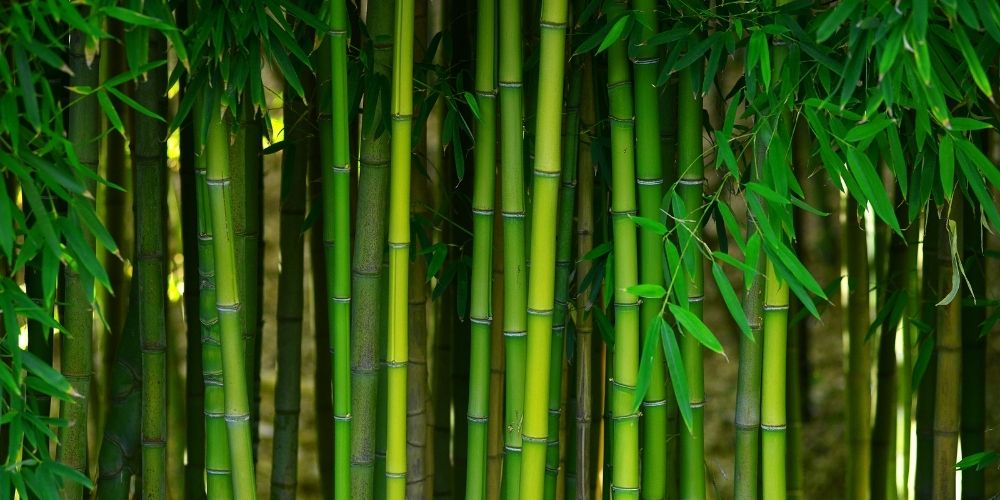 Pourquoi Utilise-t-on le Bambou ?