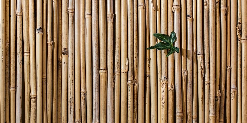  Comment faire pour plier du bambou ?
