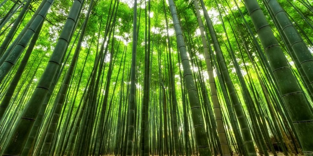 Est-ce que l'utilisation du bambou cause de la déforestation ?